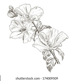 Hand Drawing Hibiscus Flower