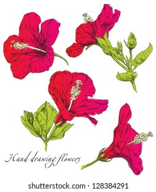 Hand drawing Hibiscus flower blossom