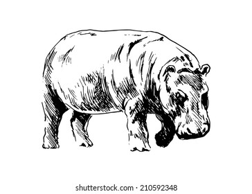 Hand Drawing Hippopotamus Vector Illustration Stock Vector (Royalty ...