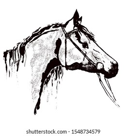 Hand drawing horse head in bridle like engraving silhouette. Black on white background. Equestrian sport antique vintage grunge texture vector print style.