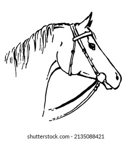 Hand drawing horse head. Pony`s snout portrait. Silhouette with equestrian sport bridle. Black on white line art. Hobby vector logo simple style.