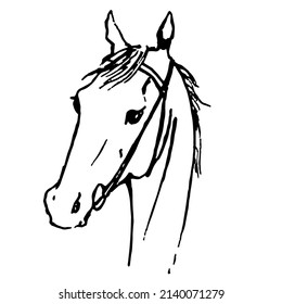 Hand drawing horse head. Pony`s snout portrait. Silhouette with equestrian sport bridle. Black on white line art. Hobby vector logo simple style.