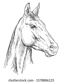 Hand drawing horse portrait. Horse head in profile in black color isolated on black background. Vector hand drawing illustration. Retro style portrait of horse.