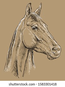 Hand drawing horse portrait. Horse head in profile in black and white colors isolated on beige background. Vector hand drawing illustration. Retro style portrait of horse.