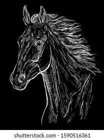 Hand drawing horse portrait. Horse head with long mane in white color isolated on black background. Vector hand drawing illustration. Retro style portrait of running horse.