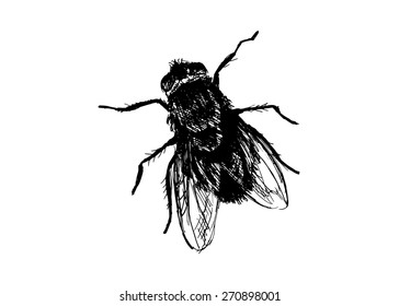Hand drawing house-fly