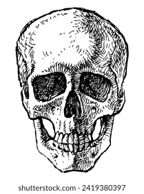 Hand drawing of human skull, vector illustration isolated on white