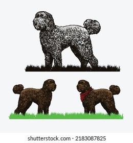 Hand drawing illustration of Australian Labradoodles dog. Attached are several variations, black and white (handdrawing-sketch) and color versions. There is also a dog who uses a bandana.