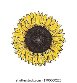 hand drawing illustration of big sunflower isolated on white background