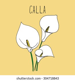 Hand drawing illustration of calla. Blooming flower sketch background. Vector illustration for your design.