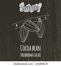 Hand drawing illustration of cocoa bean. Fresh fruit sketch background. Vector illustration for your design. Theobroma cacao.