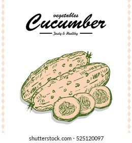 Hand drawing illustration of a cucumber. Vector illustration for your design