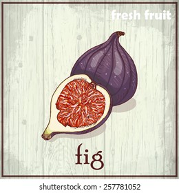 Hand drawing illustration of fig. Fresh fruit sketch background. Vector illustration for your design