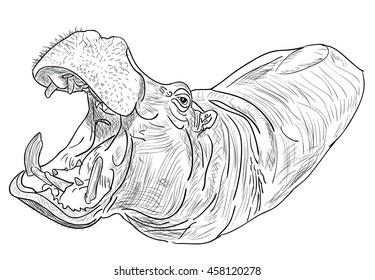 hand drawing illustration of  Hippopotamus 