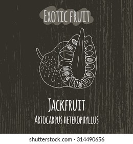 Hand drawing illustration of jackfruit. Fresh fruit sketch background. Vector illustration for your design. Artocarpus heterophyllus