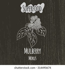 Hand drawing illustration of mulberry. Fresh fruit sketch background. Vector illustration for your design. Morus.