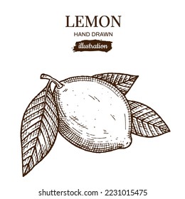 Hand drawing illustration with one lemon and leaves isolated on white background. Vegetarian, organic food. Vector Illustration. 
