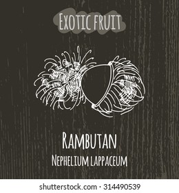 Hand drawing illustration of rambutan. Fresh fruit sketch background. Vector illustration for your design. Nephelium lappaceum