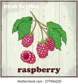 Hand drawing illustration of raspberry. Fresh berries sketch background