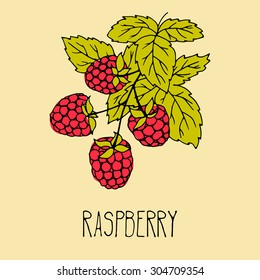 Hand drawing illustration of raspberry. Fresh berry sketch background. Vector illustration for your design.