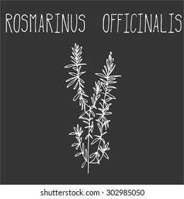 Hand drawing illustration of rosemary. Fresh plant sketch background. Vector illustration for your design. Rosmarinus officinalis