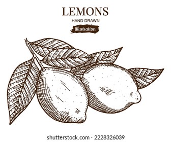 Hand drawing illustration with two lemons and leaves isolated on white background. Vegetarian, organic food. Vector Illustration. 