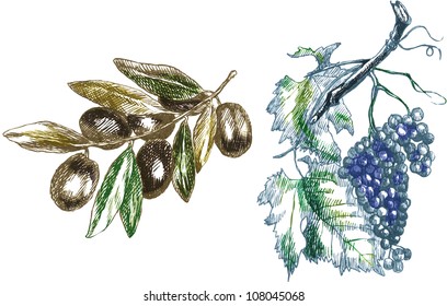 hand drawing illustrations converted into vector : two twigs ( olives and grapes)