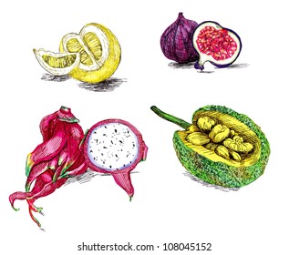 hand drawing illustrations converted into vector : tropical fruits