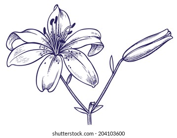 hand drawing with image of open and closed bud lily