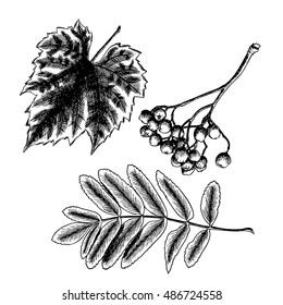 Hand drawing ink rustic detailed and precise drawing of grapes leaf. Rowan or rowanberry. Sorb, ash, pit. Vector.