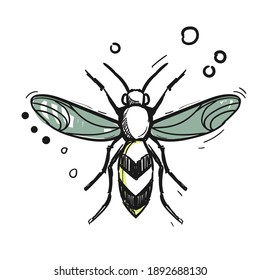 Hand drawing of an insect with wings in the original sketch style.