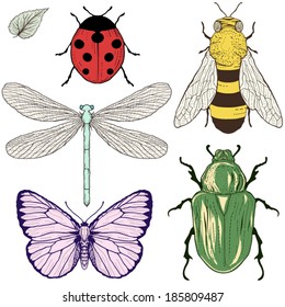 hand drawing insects set vintage engraving style