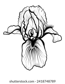 hand drawing of an iris flower vector illustration