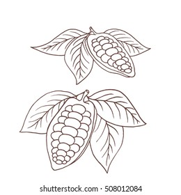 Hand drawing isolated cocoa beans. Vector illustration