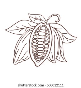 Hand drawing isolated cocoa beans. Vector illustration