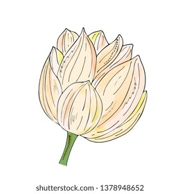 Hand drawing isolated  floral illustration with Delicate lotus flower. Elements for greeting, wedding card.watercolor imitation, Linart