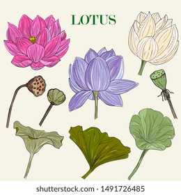 Vector Set Hand Drawn Lotus Flowers Stock Vector (Royalty Free ...