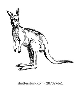 Hand Drawing Of A Kangaroo