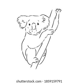Hand drawing koala. Vector illustration, Koala vector sketch illustration