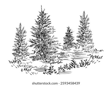 Hand drawing landscape with evergreen trees. Monochrome sketch of rural scene. Vector illustration isolated on white background. Design element. For prints, design, cards and decorations.