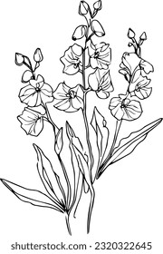 Hand drawing larkspur July birth flower drawing, Flowers coloring pages, and book, Vector sketch of larkspur flowers, Hand drawn flowers, botanical leaf bud illustration engraved ink art style
