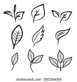Hand Drawing Leaf or Tea editable