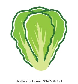 Hand Drawing Lettuce leaf vector, Fresh Vegetable with green leaves doodle animated cartoon for Food Ingredient isolated on white background