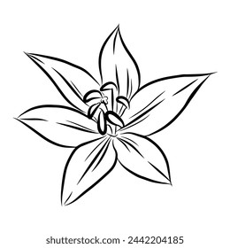 Hand drawing line art flowers flower design vector graphic illustration