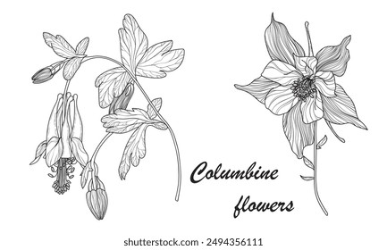 línea de dibujo a mano flores de arte columbine o aquilegia conjunto aislado sobre fondo blanco 