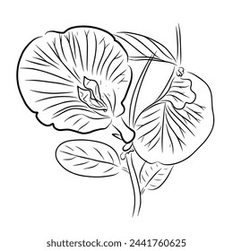 Hand drawing line of butterfly pea flower design vector graphic illustration