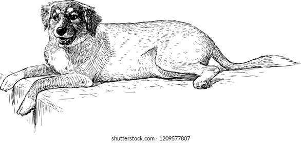 Hand drawing of a lying dog