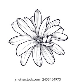 hand drawing of a magnolia flower vector illustration