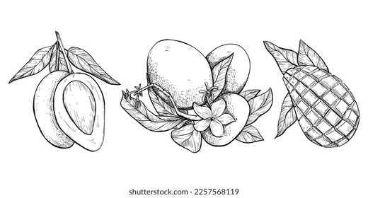 Hand drawing mango set. Botanical illustration. Food and fruits