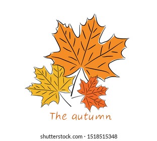 Hand drawing maple leaves. Sketch sloppy.Isolated on white background.